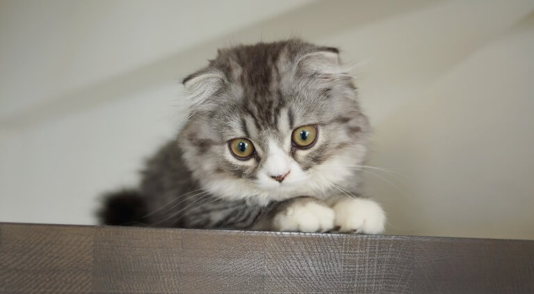 cat breed